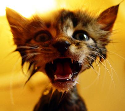 Chatte Mouillee
